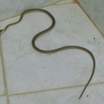Snake in the bathroom